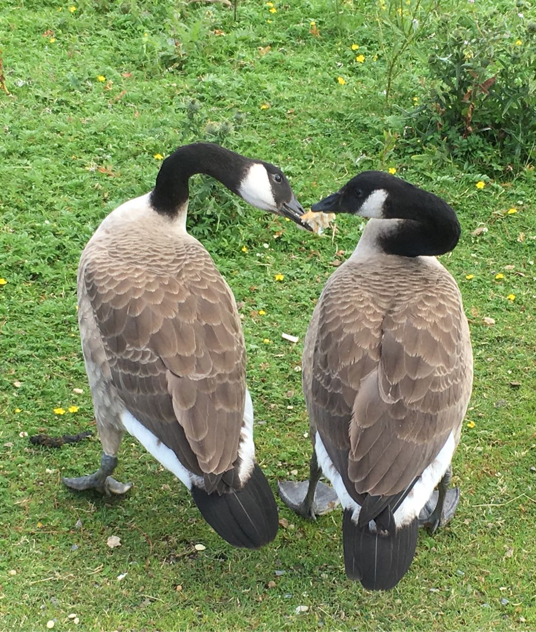 feeding